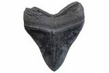 Serrated, Fossil Megalodon Tooth - South Carolina #371779-2